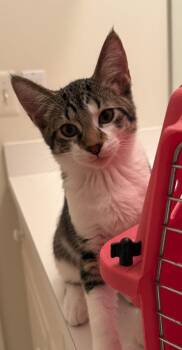 Edgarr -  Domestic Short Hair Cat for Adoption in Walled Lake, Michigan - Edgarr | PetCurious