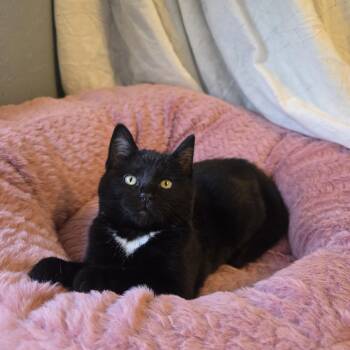 Domestic Short Hair Cats Available for Adoption - Mantis | PetCurious