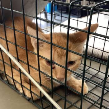 Henrietta -  Domestic Short Hair Cat for Adoption in Montgomery, Alabama - Henrietta | PetCurious