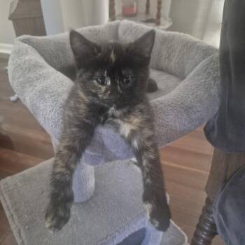 Diamonique -  Domestic Short Hair Cat for Adoption in Walled Lake, Michigan - Diamonique | PetCurious