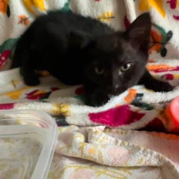 Dr. Alan Grant -  Domestic Short Hair Cat for Adoption in Dearborn, Michigan - Dr. Alan Grant | PetCurious