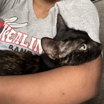Mama Stark -  Domestic Short Hair Cat for Adoption in Austin, Texas - Mama Stark | PetCurious