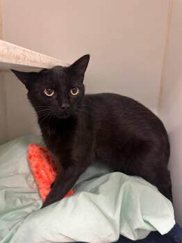 Cleo (horace dillow) -  Domestic Short Hair Cat for Adoption in Johnson City, Tennessee - Cleo (horace Dillow) | PetCurious