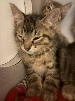 Meteor -  Domestic Short Hair Cat for Adoption in Mason City, Iowa - Meteor | PetCurious