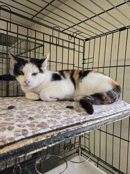 Mable -  Calico Cat for Adoption in Maquoketa, Iowa - Mable | PetCurious