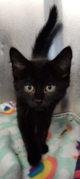 Maid Marian -  Domestic Long Hair Cat for Adoption in Georgetown, Ohio - Maid Marian | PetCurious