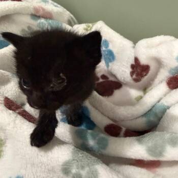 Lyra -Blue Collar -  Domestic Short Hair Cat for Adoption in Ferndale, Washington - Lyra -Blue Collar | PetCurious