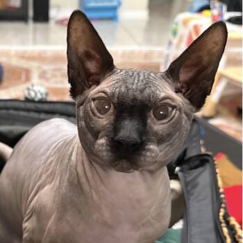 Osiris -  Sphynx Hairless Cat Cat for Adoption in Fort Lauderdale, Florida - Osiris | PetCurious