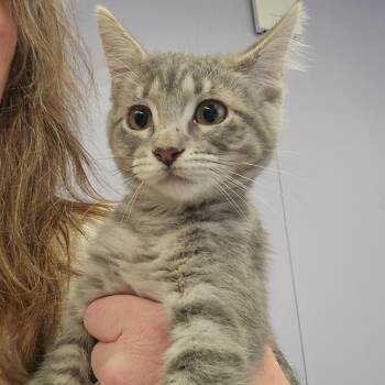 Nacho -  Domestic Short Hair Cat for Adoption in Spokane, Washington - Nacho | PetCurious