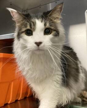 Domestic Long Hair Cats Available for Adoption in Winnipeg, Manitoba - Roo | PetCurious