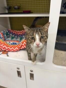 Rocky -  Domestic Short Hair Cat for Adoption in Telford, Pennsylvania - Rocky | PetCurious