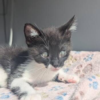 Mateo -  Domestic Short Hair Cat Available for Adoption in Meridian, Idaho - Mateo | PetCurious