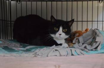 Domestic Short Hair Cats Available for Adoption in Claresholm, Alberta - Mitten | PetCurious