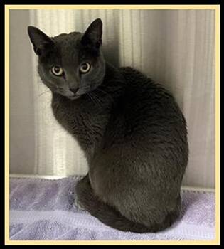 Domestic Short Hair Cats Available for Adoption - VIOLA | PetCurious