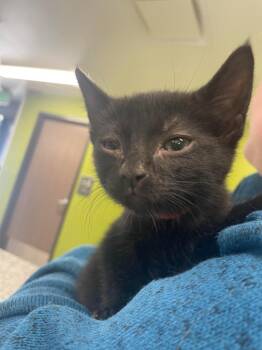 Domestic Short Hair Cats Available for Adoption - Def Leppard | PetCurious