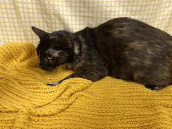 A611702 -  Domestic Short Hair Cat for Adoption in Modesto, California - A611702 | PetCurious