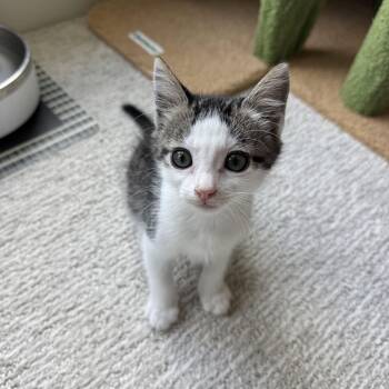 Rescue Domestic Short Hair Cats for Adoption in Bryan, Texas - Mulder | PetCurious