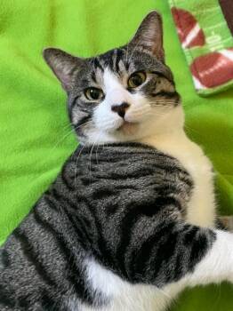 Caspian -  Tabby and American Shorthair Cat for Adoption in Billerica, Massachusetts - Caspian | PetCurious