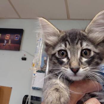 Mathew -  Domestic Short Hair Cat for Adoption in Spokane, Washington - Mathew | PetCurious