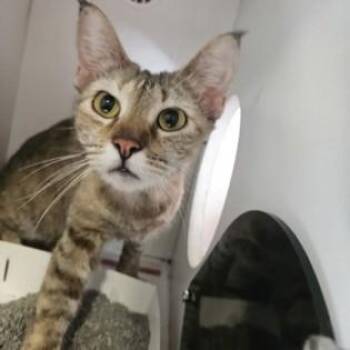Fluffy -  Domestic Short Hair Cat for Adoption in Phoenixville, Pennsylvania - Fluffy | PetCurious