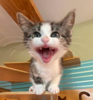 Acai -  Domestic Short Hair Cat Available for Adoption in Osseo, Michigan - Acai | PetCurious