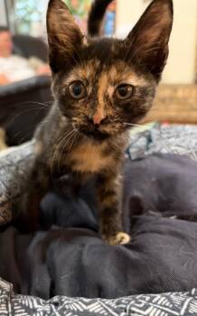 Clara -  Domestic Short Hair Cat for Adoption in North Richland Hills, Texas - Clara | PetCurious