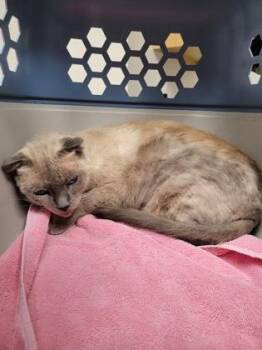 Yasmin -  Scottish Fold and Siamese Cat for Adoption in Sacramento, California - Yasmin | PetCurious