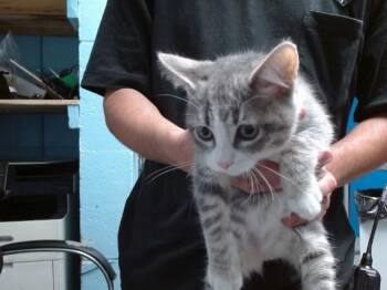 CAKE -  Domestic Short Hair Cat for Adoption in Albuquerque, New Mexico - CAKE | PetCurious