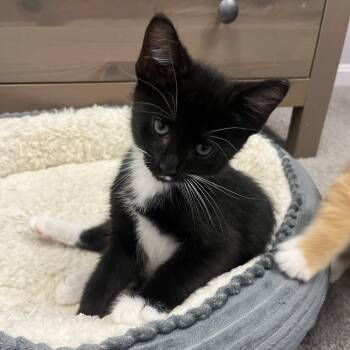 Porter -  Tuxedo and Domestic Short Hair Cat Available for Adoption in UNIVERSITY PA, Maryland - Porter | PetCurious