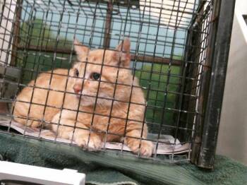 Domestic Short Hair Cats Available for Adoption - A2064138 | PetCurious