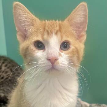 Jake -  Domestic Short Hair Cat for Adoption in Pontiac, Michigan - Jake | PetCurious
