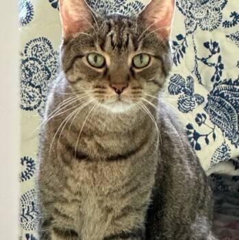 Rescue Domestic Short Hair Cats for Adoption in Wheaton, Illinois - Buddy (Bashful Buddy) | PetCurious