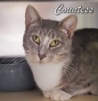 Rescue Domestic Short Hair Cats for Adoption in Middle Township, New Jersey - Countess | PetCurious