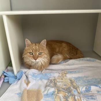Princess Peach -  Domestic Long Hair Cat for Adoption in Burlington, Ontario - Princess Peach | PetCurious
