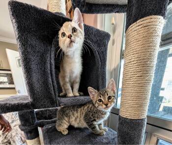 Biscuit & Gravy - male bonded kittens -  Siamese and Tabby Cat for Adoption in Los Altos, California - Biscuit & Gravy - Male Bonded Kittens | PetCurious
