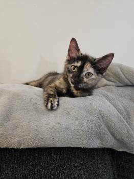 Dolly Daydream -  Tortoiseshell Cat for Adoption - Dolly Daydream | PetCurious