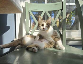 Rescue Domestic Short Hair and Tabby Cats for Adoption in Wyandotte, Michigan - Agatha | PetCurious