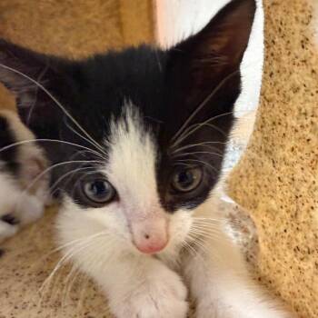 Kaly -  Domestic Short Hair Cat for Adoption in Philadelphia, Pennsylvania - Kaly | PetCurious