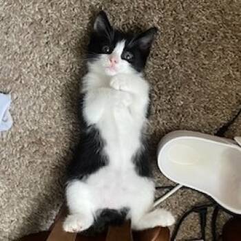 Rescue Domestic Short Hair and Manx Cats for Adoption - Bean | PetCurious