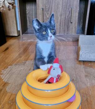 MIKEY - Bonded with Gilligan -  Domestic Short Hair Cat for Adoption in Fremont, California - MIKEY - Bonded With Gilligan | PetCurious