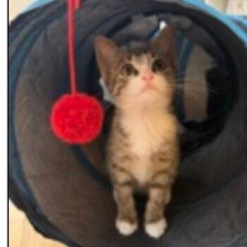 T-Rex -  Domestic Short Hair Cat for Adoption - T-Rex | PetCurious