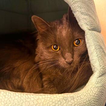 MISSY -  Domestic Long Hair Cat for Adoption in Joshua Tree, California - MISSY | PetCurious