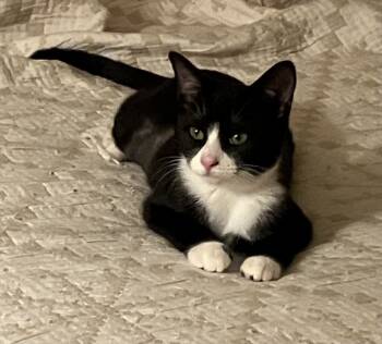 Rescue Domestic Short Hair Cats for Adoption in Greenville, South Carolina - Sugar - RP | PetCurious