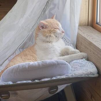 Domestic Short Hair Cats Available for Adoption in Kansas City, Missouri - Butch | PetCurious