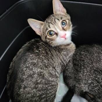 Lylla -  Domestic Short Hair Cat for Adoption - Lylla | PetCurious