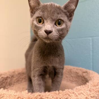 Jelly Doughnut -  Domestic Short Hair Cat for Adoption in Kansas City, Missouri - Jelly Doughnut | PetCurious