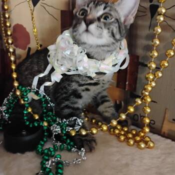 in-a-gadda-da-vida 50 3lbs -  Tabby Cat for Adoption in Phoenix, Arizona - In-a-gadda-da-vida 50 3lbs | PetCurious