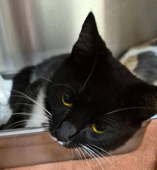 Gigi -  Domestic Short Hair Cat for Adoption in Christiansburg, Virginia - Gigi | PetCurious