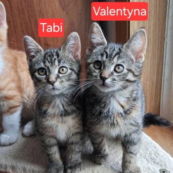 Domestic Short Hair Cats Available for Adoption in Kittanning, Pennsylvania - Tabi | PetCurious