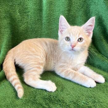 Two-Step -  Domestic Short Hair Cat for Adoption in Mt. Juliet, Tennessee - Two-Step | PetCurious